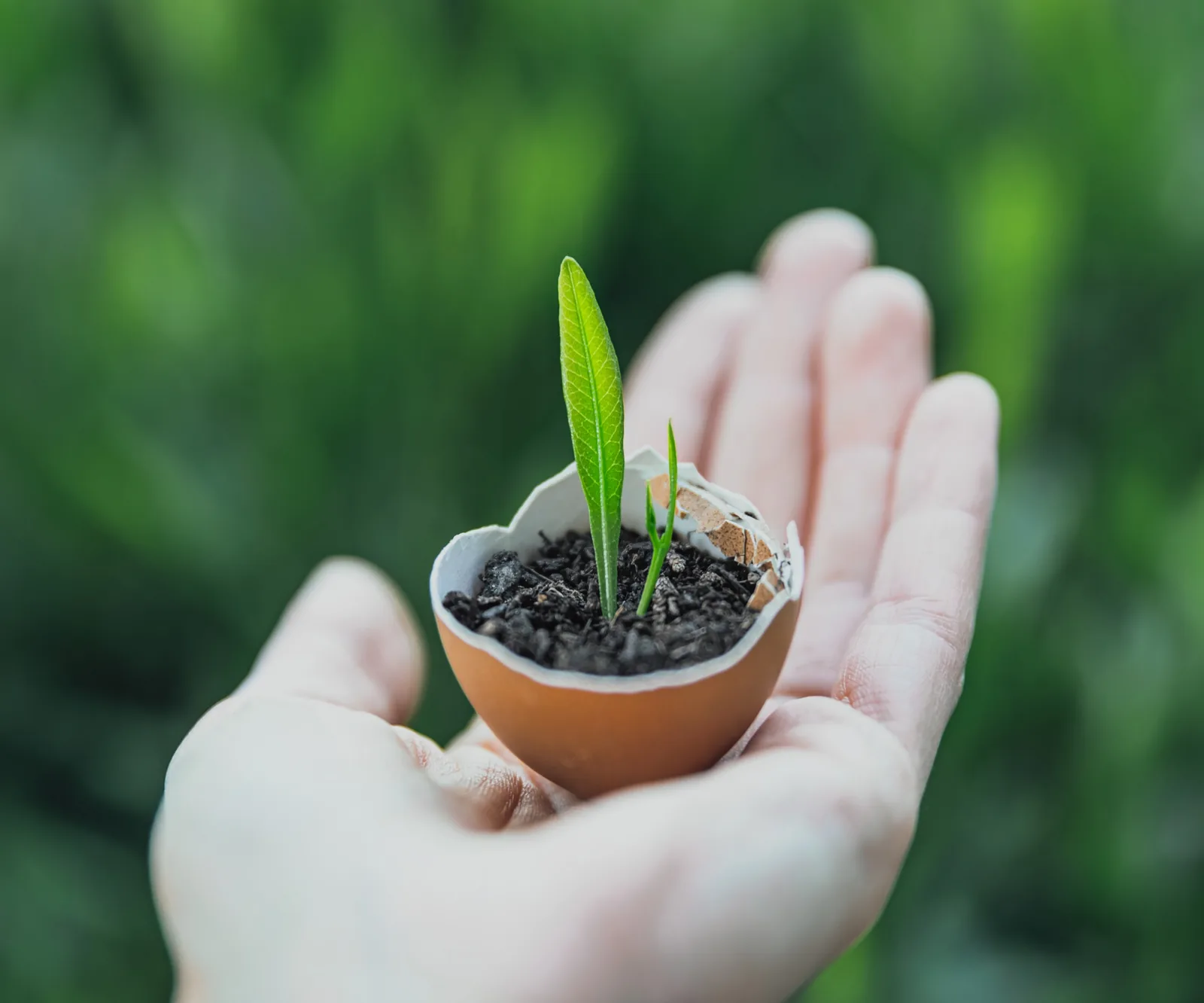 A green seedling sprouting from soil inside an eggshell, held in cupped hands, representing Miniotec's commitment to health, safety and the environment